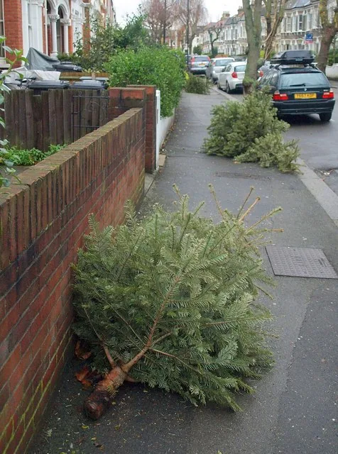 Christmas trees left out for collection after the holiday. Photographed in Clapham, not in Woking.